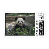 Panda Postage postage by dlgray Panda Postage postage