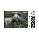 panda bear, bamboo, panda, bear, animal lover, panda bears, black, white, zoo, zoo animals
