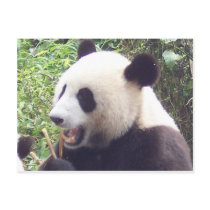 Panda Post Card