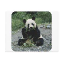 Panda Post Card
