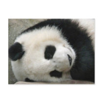 Panda Postcard