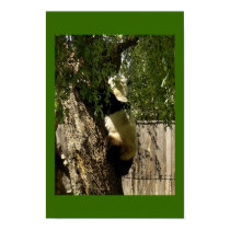 Panda posters