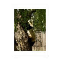 Panda posters