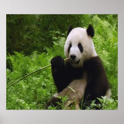 Panda posters