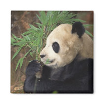 Panda Profile magnets by alternateworlds Panda Profile magnets