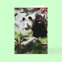 Panda Smile cards