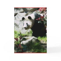 Panda Smile cards