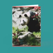 Panda Smile cards
