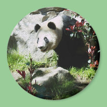 Panda Smile magnets