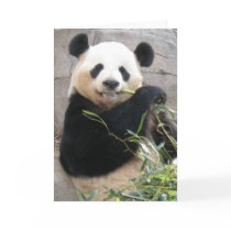 Panda Snack Greeting Cards