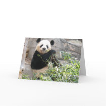 Panda Snack Greeting Cards
