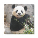 Panda Snack magnets