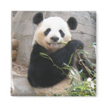 Panda Snack Refrigerator Magnets