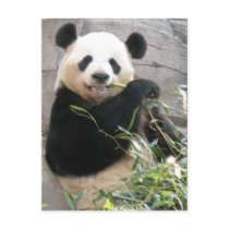 Panda Snack postcards by MuseMagic Panda Snack postcards