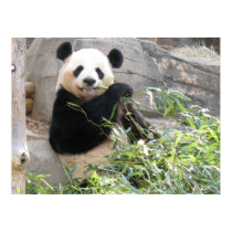 Panda Snack posters by MuseMagic Panda Snack posters