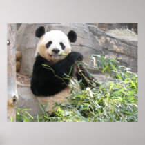 Panda Snack Print