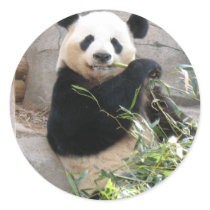 Panda Snack stickers by MuseMagic Panda Snack stickers