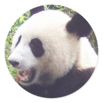 Panda Round Stickers