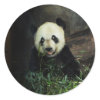 Panda sticker