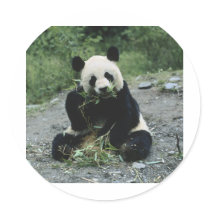 Panda Stickers