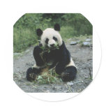 Panda stickers