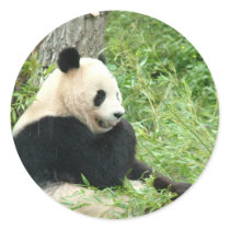 Panda Sticker