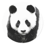 Panda stickers