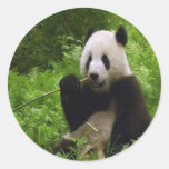 panda, pandas, bear, bears, black, white