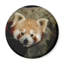 Panda watch magnets by dawnmcininch Panda watch magnets