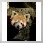 Panda watch print