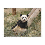 PandaM001 Post Cards