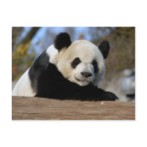 PandaM011 postcards