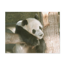 PandaM016 postcards by NatureByDesign PandaM016 postcards