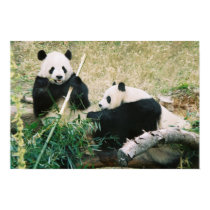 Pandas (3) Poster posters