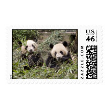 Pandas Eating Bamboo Stamps!