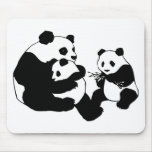 panda, pandas, bear, bears, wild