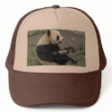 panda's need guns hats