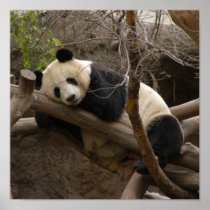 PandaSD003 Print