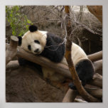 PandaSD003 Print