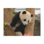 PandaSD009 Post Cards