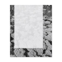 Panel 0109 - Sedum "Autumn Joy" (B&W) Flyer Design