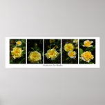 panel of roses with border, Sunshine at Leu Gar... posters