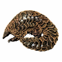 Pangolin Cutout Magnet/Sculpture Photo Cut Out