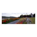 Panorama of Clifden Flowers posters by ilpadrino Panorama of Clifden Flowers posters