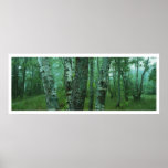 Panoramic Green Forest Landscape posters