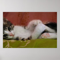 Panoramic shot of a kitten posters