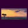 Panoramic view of single acacia tree at