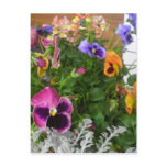 Pansies a plentiful postcard