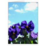Pansies against sky card