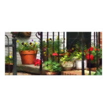 Pansies and Geraniums on Stoop Rack Card